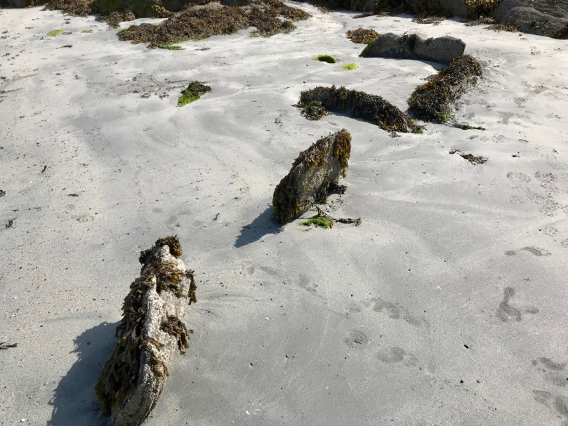 A sandy beach with scattered rocks covered in seaweed. Some green algae are visible on the sand, and there are footprints around the area. Rocks and remnants of seaweed vegetation can be found in various spots.