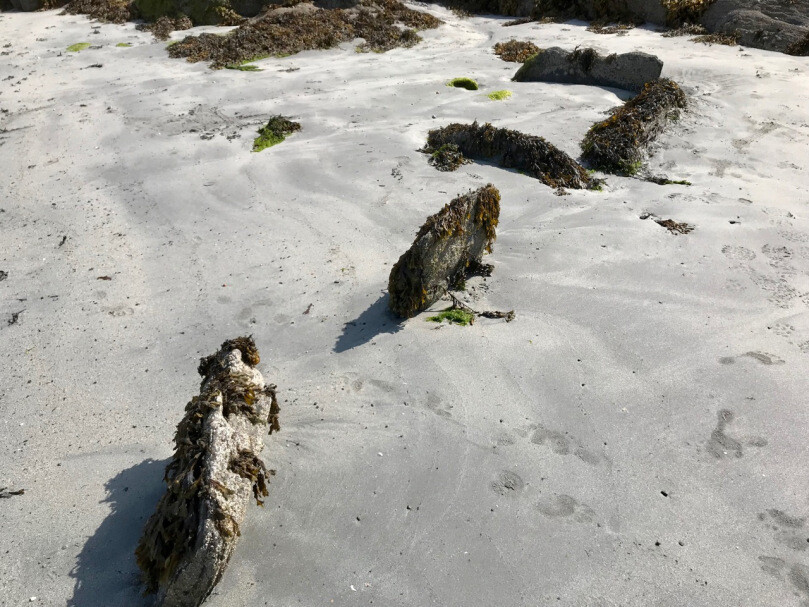A sandy beach with scattered rocks covered in seaweed. Some green algae are visible on the sand, and there are footprints around the area. Rocks and remnants of seaweed vegetation can be found in various spots.