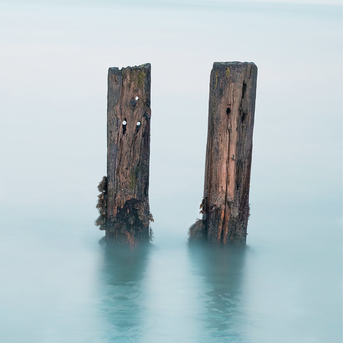 Two weathered wood pilings stand in calm, foggy water. The pilings are partially submerged, with visible wear and small holes, possibly from marine life. The background is a pale blue, creating a serene and minimalist scene.